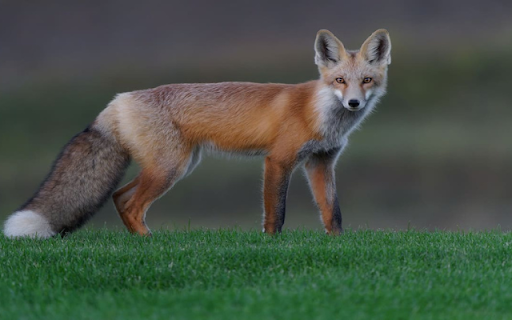 Fox: The Clever and Adaptable Hunter  from Chrome web store to be run with OffiDocs Chromium online