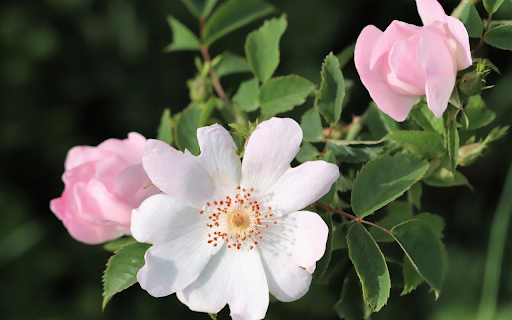 Fragile flower  from Chrome web store to be run with OffiDocs Chromium online