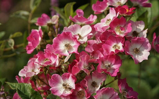 Fragile rose branches blooming  from Chrome web store to be run with OffiDocs Chromium online