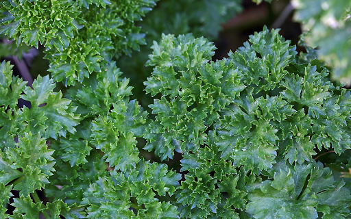 Fragrant curly leaves  from Chrome web store to be run with OffiDocs Chromium online