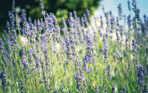 Fragrant Flowers  from Chrome web store to be run with OffiDocs Chromium online
