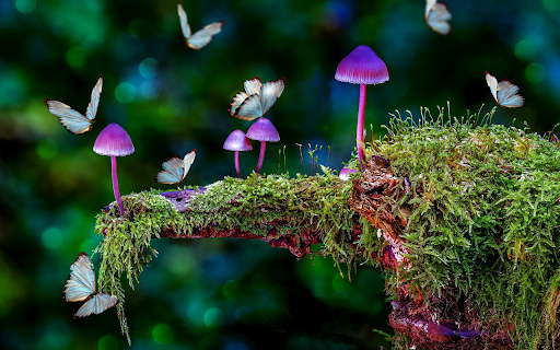 Fragrant forest mushrooms  from Chrome web store to be run with OffiDocs Chromium online