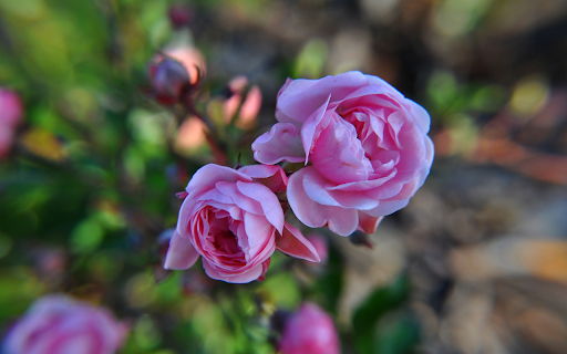 Fragrant rose buds  from Chrome web store to be run with OffiDocs Chromium online