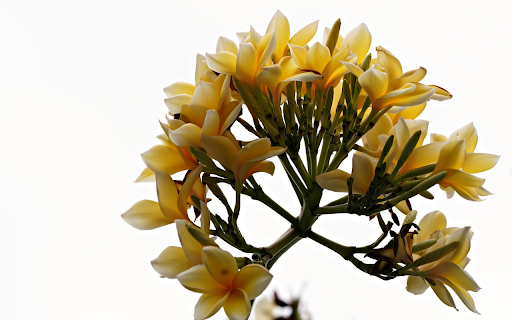 Frangipani branch  from Chrome web store to be run with OffiDocs Chromium online