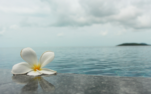Frangipani Flowers by the Sea: A Beautiful Blend of Nature and Tranquility  from Chrome web store to be run with OffiDocs Chromium online