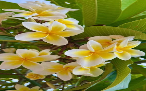 frangipani flower wallpaper  from Chrome web store to be run with OffiDocs Chromium online