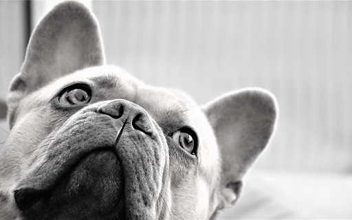 French bulldog dog black and white  from Chrome web store to be run with OffiDocs Chromium online