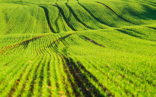 Fresh dry rice soup  from Chrome web store to be run with OffiDocs Chromium online