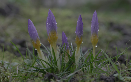 Fresh flower sprouts  from Chrome web store to be run with OffiDocs Chromium online