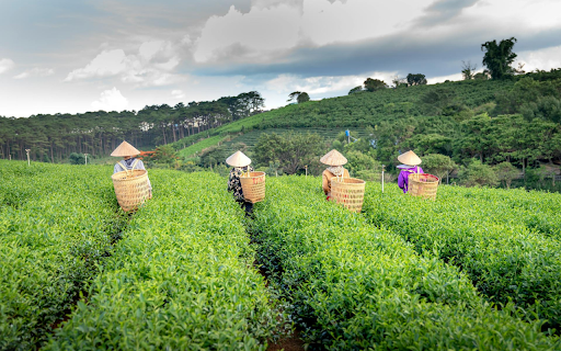 Fresh green tea hills  from Chrome web store to be run with OffiDocs Chromium online