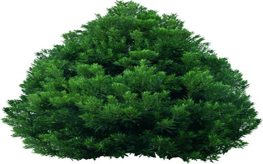 fresh green tree wallpaper  from Chrome web store to be run with OffiDocs Chromium online