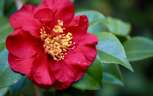Fresh pink camellia  from Chrome web store to be run with OffiDocs Chromium online