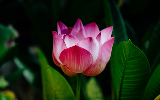 Fresh pink lotus  from Chrome web store to be run with OffiDocs Chromium online