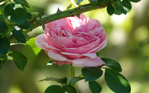Fresh pink roses  from Chrome web store to be run with OffiDocs Chromium online
