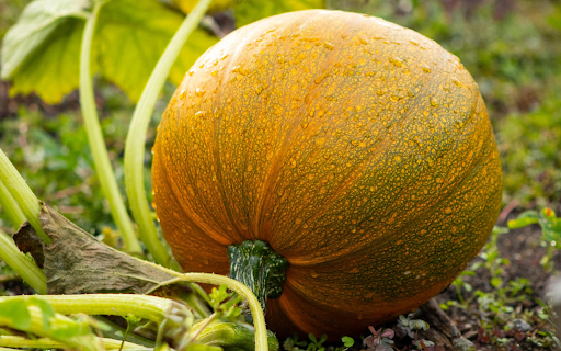 Fresh Round Pumpkin  from Chrome web store to be run with OffiDocs Chromium online