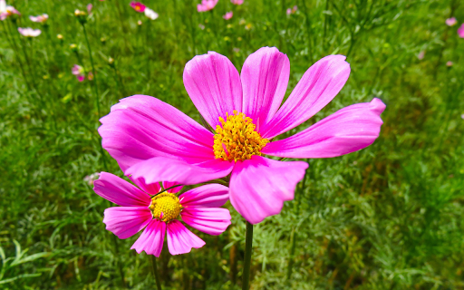 Fresh spring flower garden  from Chrome web store to be run with OffiDocs Chromium online