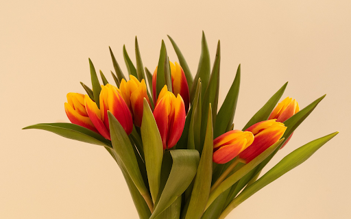 fresh tulip bouquet  from Chrome web store to be run with OffiDocs Chromium online