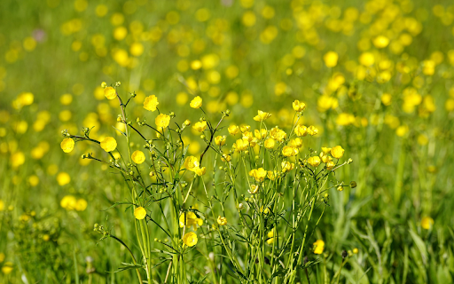 Fresh yellow grass flowers  from Chrome web store to be run with OffiDocs Chromium online