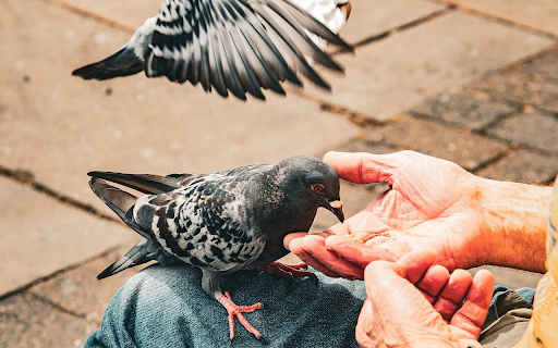 Friendly birds  from Chrome web store to be run with OffiDocs Chromium online