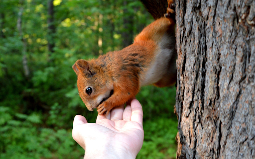 Friendly squirrel  from Chrome web store to be run with OffiDocs Chromium online