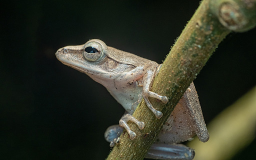 Frog clinging to the tree  from Chrome web store to be run with OffiDocs Chromium online