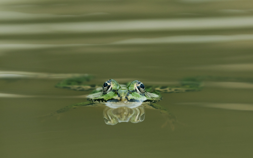 Frog floating on water  from Chrome web store to be run with OffiDocs Chromium online