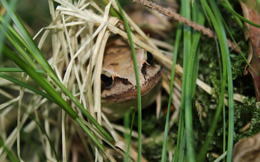 Frog in the grass  from Chrome web store to be run with OffiDocs Chromium online