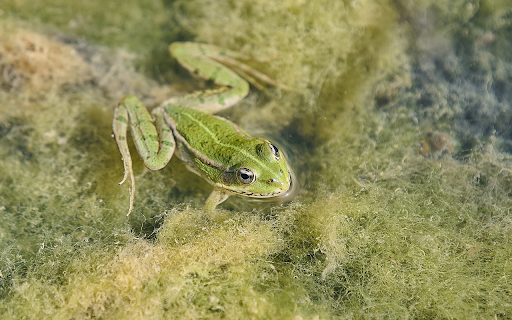 Frog in the moss  from Chrome web store to be run with OffiDocs Chromium online