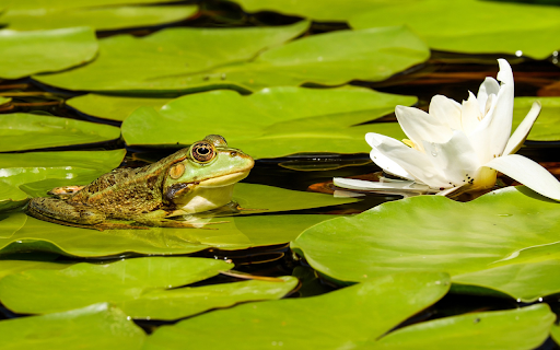 Frog lying on lotus leaf  from Chrome web store to be run with OffiDocs Chromium online