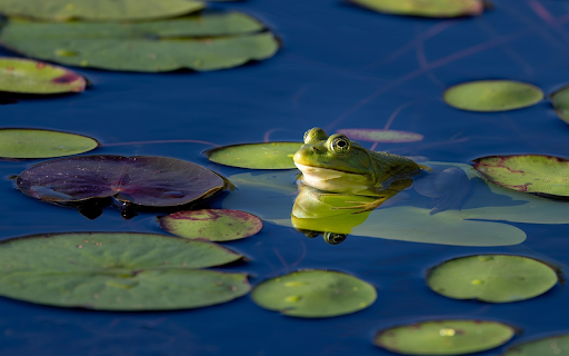 Frog nuggets under the gun  from Chrome web store to be run with OffiDocs Chromium online