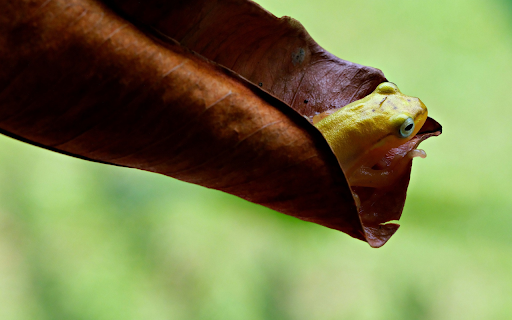 Frogs hide in leaves  from Chrome web store to be run with OffiDocs Chromium online