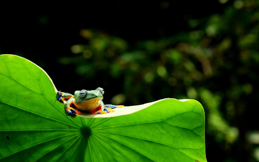 frog sitting on lotus leaf  from Chrome web store to be run with OffiDocs Chromium online