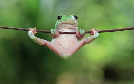frog swing wallpaper  from Chrome web store to be run with OffiDocs Chromium online