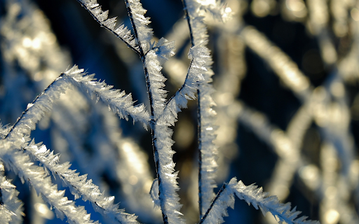 Frost dried tree  from Chrome web store to be run with OffiDocs Chromium online