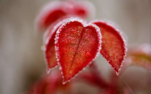 Frosted heart leaves  from Chrome web store to be run with OffiDocs Chromium online