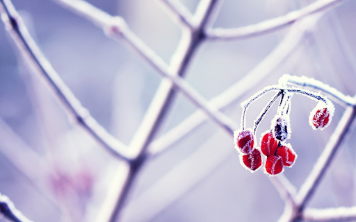 Frosted Winter Berries  from Chrome web store to be run with OffiDocs Chromium online