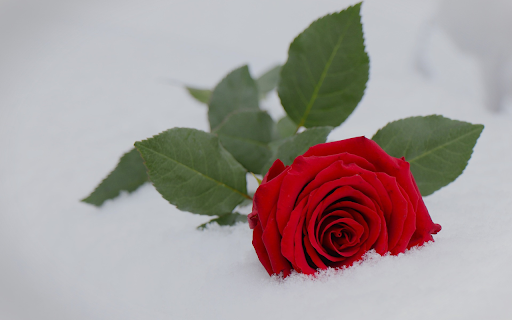 Frost rose  from Chrome web store to be run with OffiDocs Chromium online