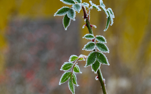 Frost rose tree  from Chrome web store to be run with OffiDocs Chromium online
