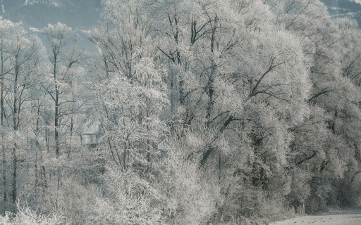 Frosty Winter Landscape with Snow Covered Trees  from Chrome web store to be run with OffiDocs Chromium online