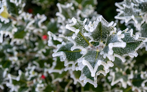 Frozen green leaves  from Chrome web store to be run with OffiDocs Chromium online