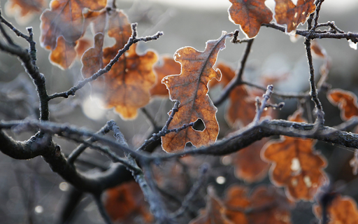 Frozen in Time  from Chrome web store to be run with OffiDocs Chromium online