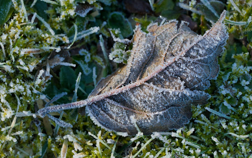 Frozen Leaf  from Chrome web store to be run with OffiDocs Chromium online