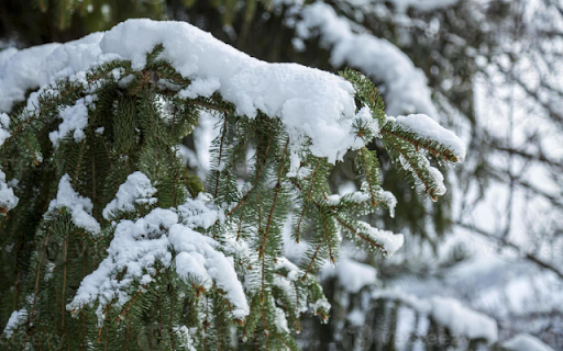 Frozen Winter Pine Tree  from Chrome web store to be run with OffiDocs Chromium online