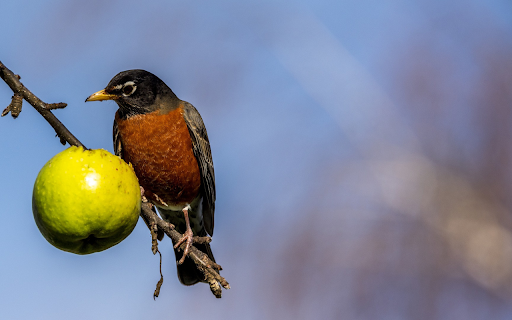 Fruit Bird  from Chrome web store to be run with OffiDocs Chromium online