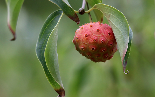 Fruit with many eyes  from Chrome web store to be run with OffiDocs Chromium online