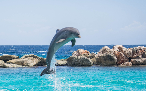 Funny dolphins  from Chrome web store to be run with OffiDocs Chromium online
