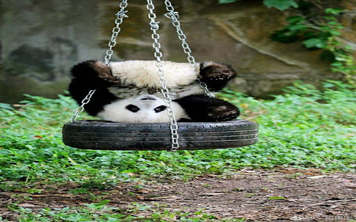 Funny panda wallpapers  from Chrome web store to be run with OffiDocs Chromium online