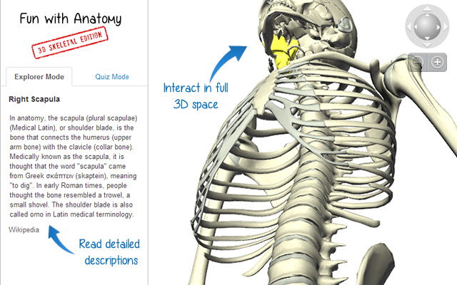 Fun with Anatomy: 3D Skeletal Edition  from Chrome web store to be run with OffiDocs Chromium online