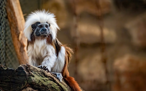 Furry Ape  from Chrome web store to be run with OffiDocs Chromium online