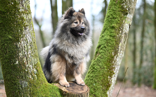 Furry dog ​​climbing tree  from Chrome web store to be run with OffiDocs Chromium online